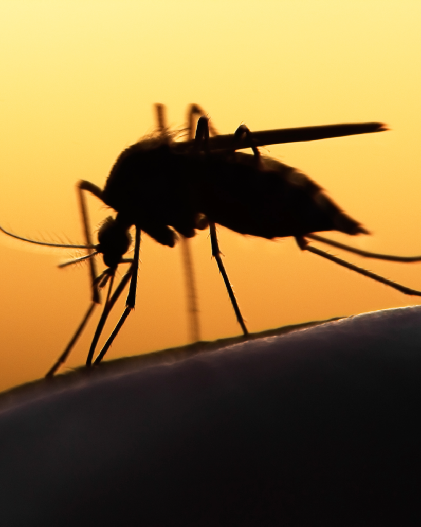 Silhouette of a mosquito against a bright orange background